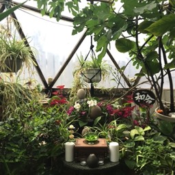 greenhouse 