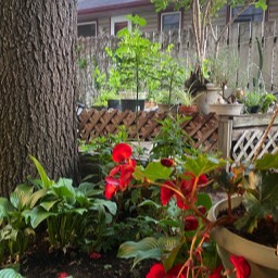 raised beds | backyard